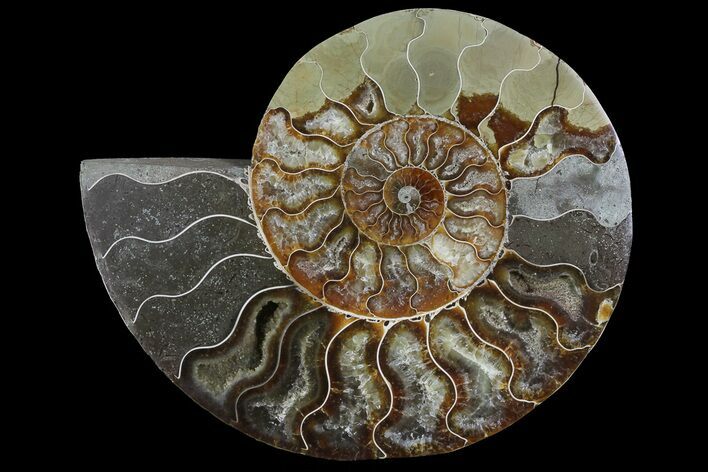 Cut Ammonite Fossil (Half) - Agatized #69047